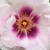 Lila - rózsaszín - Virágágyi floribunda rózsa - Eyes for You